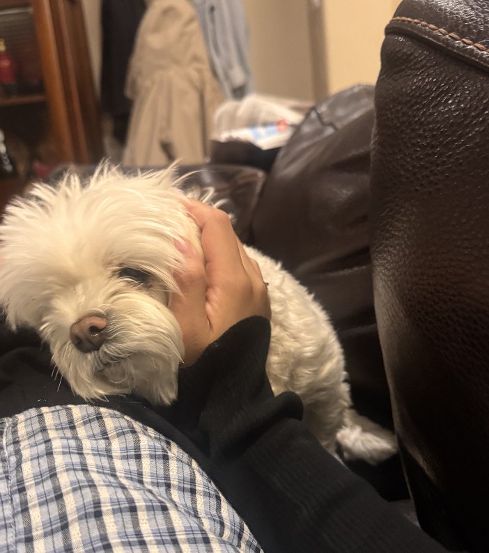 A small white dog
